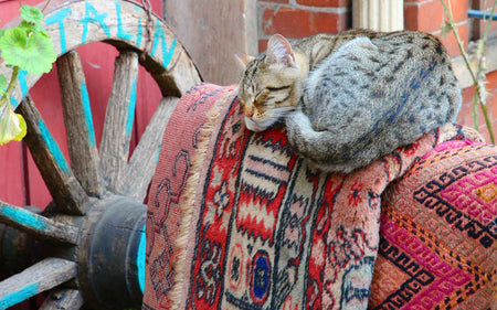 A Brief History and Features of Persian Barjasta Rugs