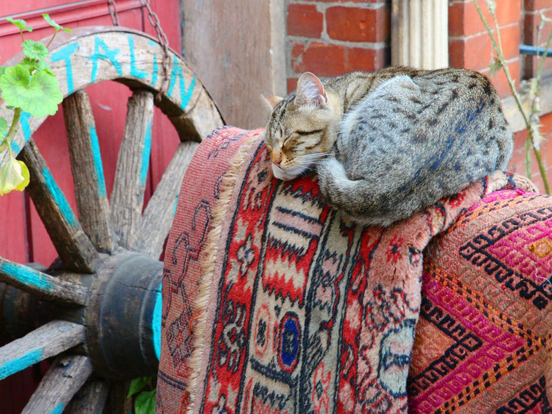 A Brief History and Features of Persian Barjasta Rugs