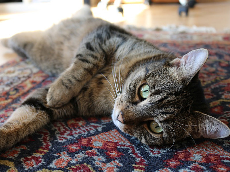 Give a Luxury Touch to Your Home with Persian Rugs